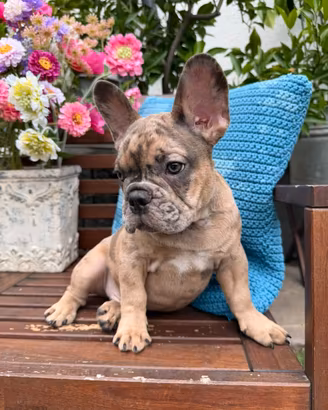 Cuccioli disponibili Bouldogue francesi