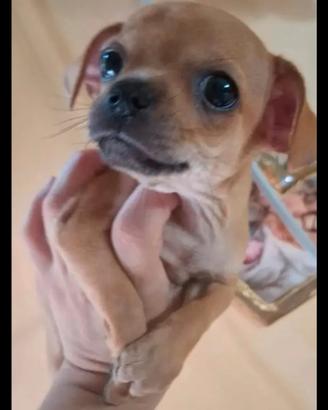Ultimo cucciolo di chihuahua toy grazziosoo