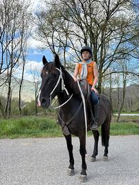 Cavallo Maremmano Romano