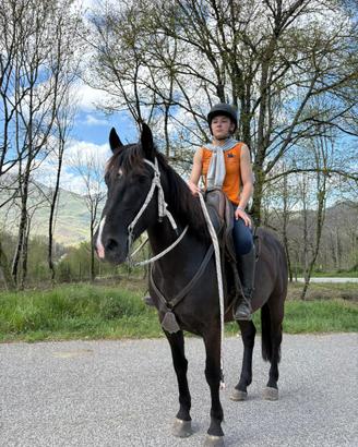 Cavallo Maremmano Romano