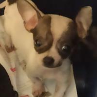 Chiuahua toy di 9 mesi
