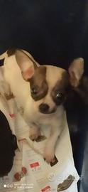 Chiuahua toy di 9 mesi