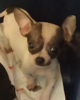 Chiuahua toy di 9 mesi