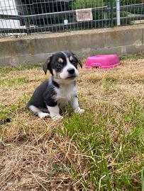 Corgi Pembroke