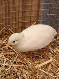 Quaglie cinesi ornamentali
