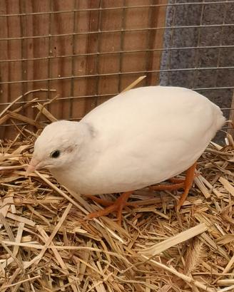 Quaglie cinesi ornamentali