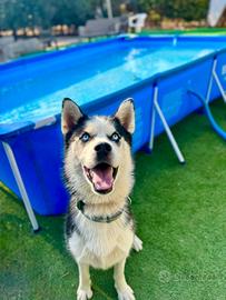 Siberian husky per monta
