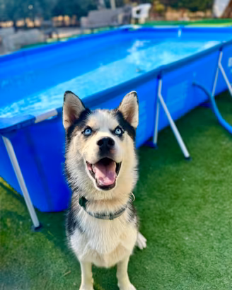 Siberian husky per monta