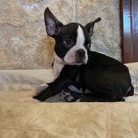 Boston terrieri con pedigree enci pronti a Natale