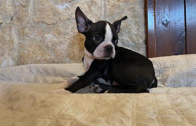 Boston terrieri con pedigree enci pronti a Natale
