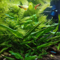 Piante acquatiche
