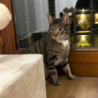 Mike gattino 11 mesi