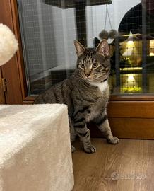 Mike gattino 11 mesi