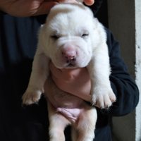 Cuccioli di alabai con pedigree