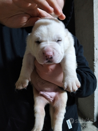 Cuccioli di alabai con pedigree