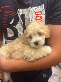 Cuccioli maltipoo