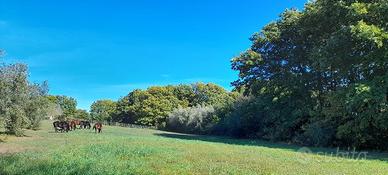 Terreno Agricolo Manziana [TE149VRG]