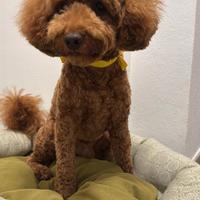 Barbone NANO per accoppiamento