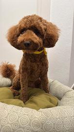 Barbone NANO per accoppiamento