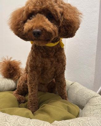 Barbone NANO per accoppiamento