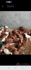 Galline ovaiole