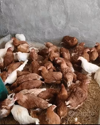 Galline ovaiole
