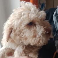 Lagotto romagnolo
