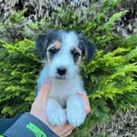 Cuccioli di Jack Russell Terrier