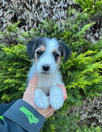 Cuccioli di Jack Russell Terrier