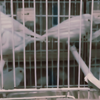 2 Coppie Di Canarini Bianchi