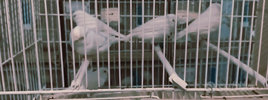 2 Coppie Di Canarini Bianchi