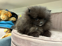 spitz-pomerania-linea-americana