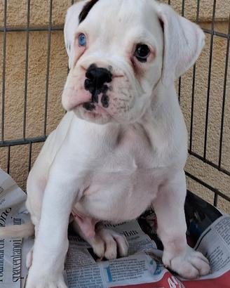 Boxer cuccioli