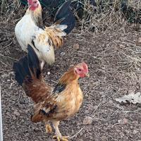 Serama, Galline più piccole del mondo