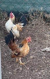 Serama, Galline più piccole del mondo