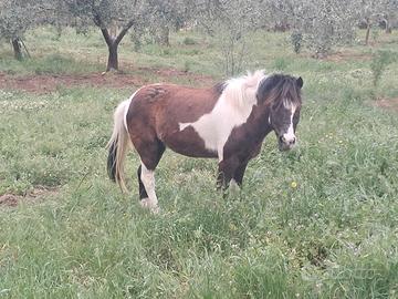 Pony di 8 anni