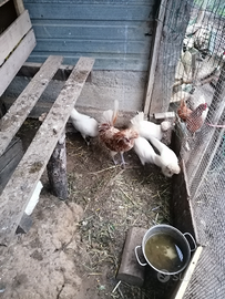 Coppie di galline padovane