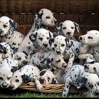CUCCIOLI DALMATA con PEDIGREE