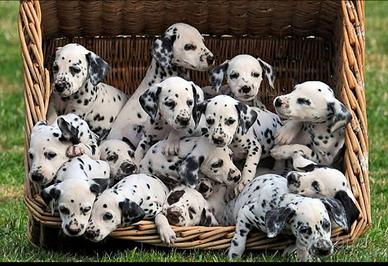 CUCCIOLI DALMATA con PEDIGREE