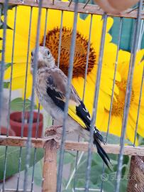 Cardellino