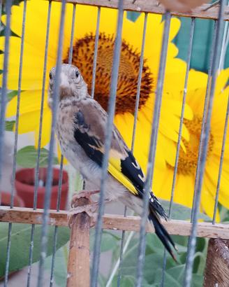 Cardellino