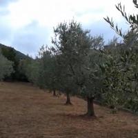 Piante d’olivo