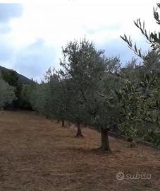 Piante d’olivo