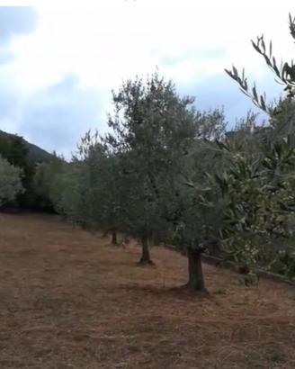 Piante d’olivo
