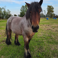 Cavallo pesante belga