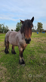 Cavallo pesante belga