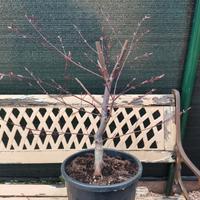 BONSAI ACERO ROSSO