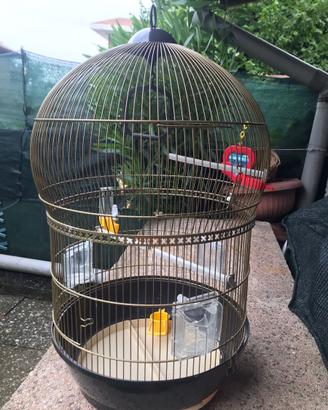 Gabbia voliera uccelli