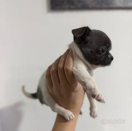 Chihuahua blu e bianco