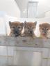 shiba-inu